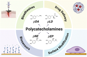 Graphical abstract: Beyond polydopamine: expanding the horizon of polycatecholamines for biomaterials and biomedical technologies