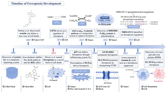 Graphical abstract: Advances and therapeutic potential of ferritin-involved drug delivery systems for ferroptosis-targeted therapy