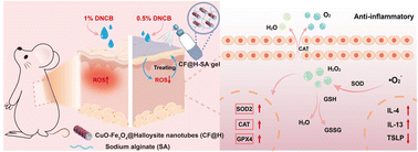 Graphical abstract: Cu–Fe bimetallic nanozyme@halloysite–sodium alginate composite hydrogels for the treatment of atopic dermatitis