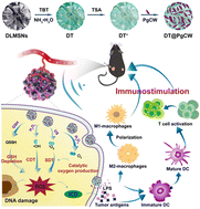 Graphical abstract: A versatile bacterial cell wall-based nanomedicine for combination treatment of oral squamous cell carcinoma