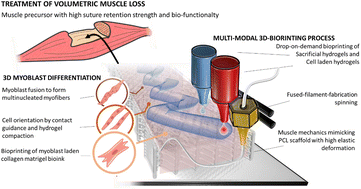 Graphical abstract: Biofabrication of 3D-printed fibrous scaffolds for large muscle tissue engineering: enhancing scalability, myotube formation and surgical handling