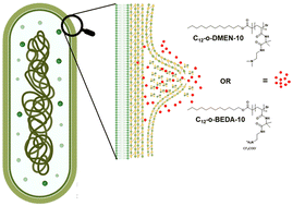 Graphical abstract: Bioactive cationic lipidated oligomers (CLOs) as antimicrobial materials: metabolomic insights into MRSA membrane disruption