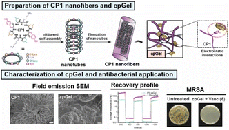 Graphical abstract: Cyclic peptide-based shear-thinning and self-healing hydrogels as injectable nanotherapeutics