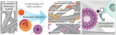 Graphical abstract: Modular noncovalent functionalization of electrospun piezoelectric scaffolds with bioactive nanocarriers