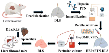 Graphical abstract: A heparin-functionalized scaffold loaded with pleiotrophin enhances endothelialization and angiogenic potential in liver tissue engineering