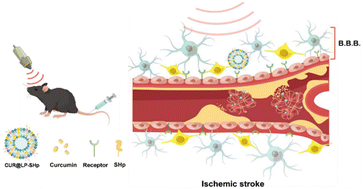 Graphical abstract: Deep neurotherapeutic strategy for ischemic stroke via focused ultrasound-enhanced delivery of curcumin-loaded antioxidant nanoliposomes