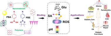 Graphical abstract: Advances in phenylboronic acid and phenylboronic ester-based responsive systems for precision medicine