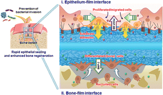 Graphical abstract: Simultaneous regeneration of epithelial and bone tissue using a multifunctional film with leaf-stacked structures and growth factors