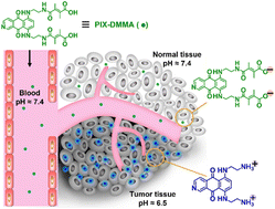 Graphical abstract: A charge-reversal prodrug activated by tumor-acidity for selective cancer chemotherapy