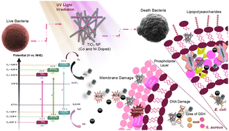 Graphical abstract: Ni- and Co-doped TiO2 nanofibers for enhanced antibacterial and antibiofilm activities, and mechanistic insights
