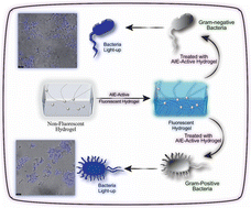 Graphical abstract: Dual-functional aggregation-induced emission active chitosan-based hydrogel for the detection and killing of pathogenic bacteria