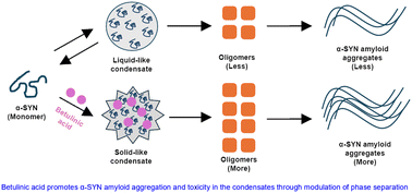 Graphical abstract: Betulinic acid exacerbates biomolecular condensation of α-synuclein: possible role in Parkinson's disease