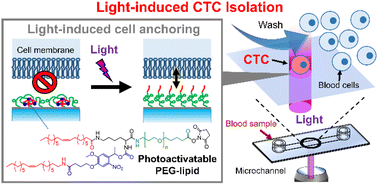 Graphical abstract: Image-based single-cell isolation in high-density seeded cells using photoactivatable surfaces