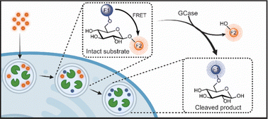 Graphical abstract: A dual-functional substrate for quantitation of substrate levels and GCase activity in living cells