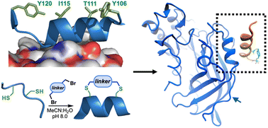 Graphical abstract: Design of a stapled peptide that binds to the Ebola virus matrix protein dimer interface