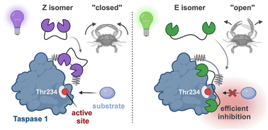 Graphical abstract: Photoresponsive molecular tweezers modulate Taspase 1 activity