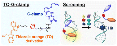 Graphical abstract: RNA-binding fluorogenic probes: G-clamp conjugated with a thiazole orange derivative for screening RNA-binding small molecules