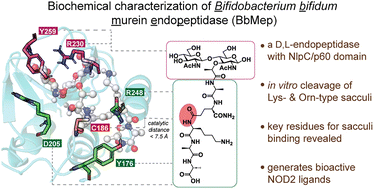 Graphical abstract: Biochemical characterization of Bifidobacterium bifidum peptidoglycan d,l-endopeptidase BbMep that generates NOD2 ligands