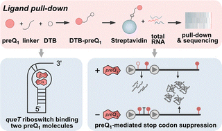 Graphical abstract: Experimental identification of preQ1-binding RNAs in the pathogenic bacterium Listeria monocytogenes