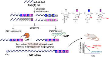 Graphical abstract: Characterization of nuclease stability and poly(A)-binding protein binding activity of chemically modified poly(A) tail for in vivo applications