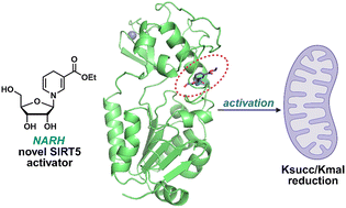 Graphical abstract: Differential regulation of SIRT5 activity by reduced nicotinic acid riboside (NARH)