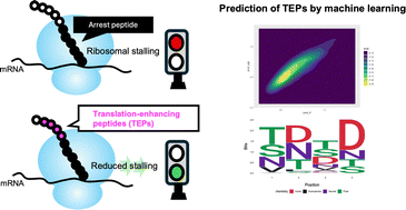 Graphical abstract: Screening and machine learning-based prediction of translation-enhancing peptides that reduce ribosomal stalling in Escherichia coli