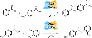 Graphical abstract: Biocatalytic synthesis of phenyl benzoate esters using the amide ligase ClxA