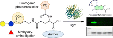 Graphical abstract: A trifunctional probe for generation of fluorogenic glycan-photocrosslinker conjugates