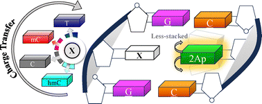 Graphical abstract: New insights into the structure and dynamics of the epigenetic modifications on DNA