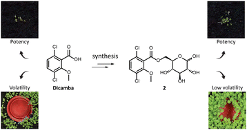 Graphical abstract: Sweet dicamba: a carbohydrate pro-herbicide strategy