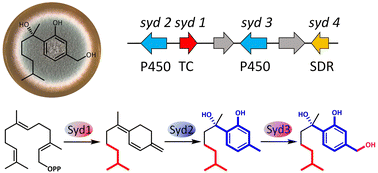 Graphical abstract: Biosynthesis of sydonol reveals a new bisabolene cyclase and an unusual P450 aromatase
