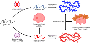 Graphical abstract: High-resolution structure of proIAPP(1–48) fibrils suggests a mechanistic pathway for diabetes-associated IAPP fibril polymorphs