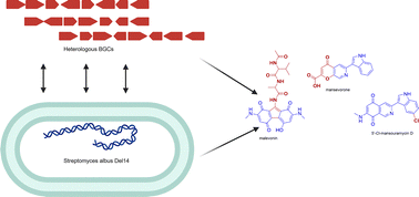 Graphical abstract: Heterologous biosynthetic crosstalk with the native mansouramycin cluster in Streptomyces albus Del14 reveals unexpected metabolites