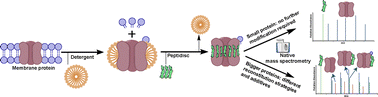 Graphical abstract: Native mass spectrometry of membrane proteins reconstituted in peptidiscs