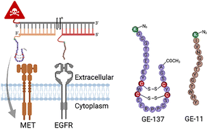 Graphical abstract: DNA-programmed bispecific peptide assemblies for delivering cytotoxic payload to cells expressing EGFR and MET receptors
