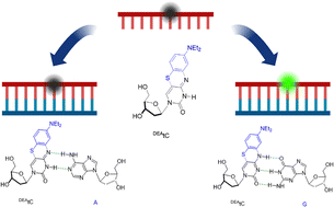 Graphical abstract: Sequence-specific fluorescence turn-on arises from base pairing-templated tautomerism in the tricyclic cytidine analogue DEAtC