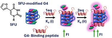 Graphical abstract: From loops to caps: discriminating peptide binding to distinct G-quadruplex tetrads using 5-furyl-2′-deoxyuridine fluorescent probes