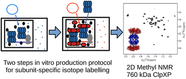 Graphical abstract: Subunit-specific isotope labelling of heteromeric complexes using cell-free protein expression: application to the 760 kDa ClpXP molecular machine