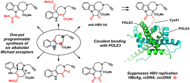 Graphical abstract: Programmable synthesis of alkaloidal frameworks integrating Michael acceptor generates covalent probes for targeting POLE3 in HBV replication