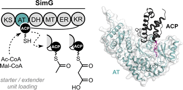 Graphical abstract: Molecular characterisation of the acyltransferase-acyl carrier protein interface in a fungal highly reducing polyketide synthase