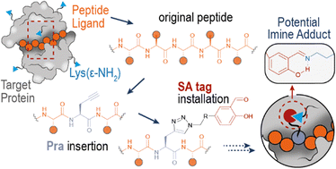 Graphical abstract: Late-stage peptide modification with salicylaldehyde tag enhances affinity for nuclear factor-kappa B essential modulator