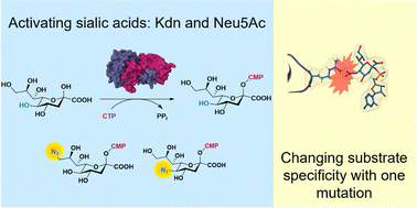 Graphical abstract: Structure and characterisation of CMP-Kdn synthetase from the haptophyte microalgae Prymnesium parvum