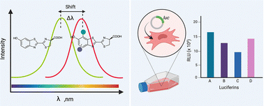 Graphical abstract: Red-shifted d-luciferin analogues and their bioluminescence characteristics