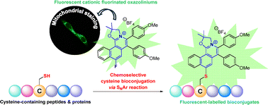 Graphical abstract: Fluorescent cationic fluorinated oxazoliniums for cysteine bioconjugation via an SNAr reaction