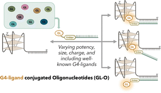 Graphical abstract: Tuning potency for precision: the role of the G4-ligand in G4-ligand conjugated oligonucleotides targeting individual G-quadruplex DNA structures