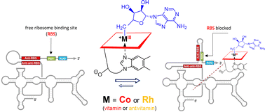 Graphical abstract: Repression of bacterial gene expression by antivitamin B12 binding to a cobalamin riboswitch