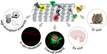 Graphical abstract: Illuminating microtubule functions with small molecules: past, present and future of fluorescent tubulin-binding probes