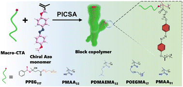 Graphical abstract: Construction of liquid-crystalline assemblies with tunable chiroptical properties through tailoring solvophilic chains in polymerization-induced chiral self-assembly