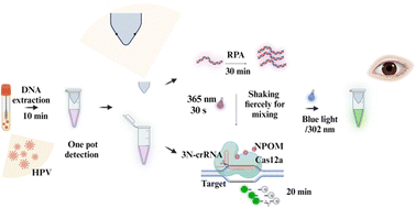 Graphical abstract: Visual detection of HPV16 using a photoactivatable CRISPR–Cas12 system