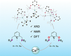 Graphical abstract: PCP and POCOP complexes of calcium